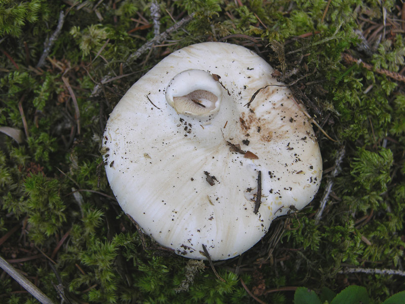 Leucopaxillus paradoxus da confermare.(cfr. L.candidus)